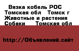 Вязка кобель РОС. - Томская обл., Томск г. Животные и растения » Собаки   . Томская обл.